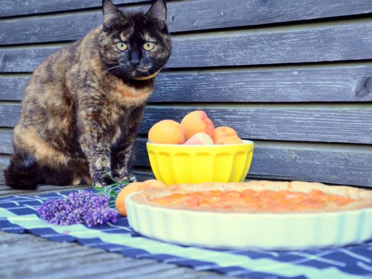 Marillen-Tarte mit Marzipan-Creme, laktosefrei - Ich muss backen