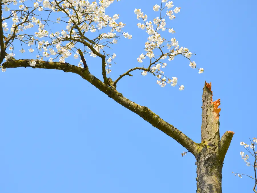 Blühender Kirschbaum, Hauptäste abgestorben